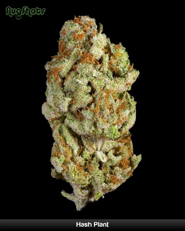 Elite marijuana varieties - 02