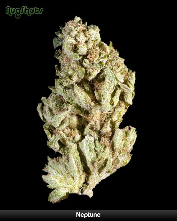 Elite marijuana varieties - 04