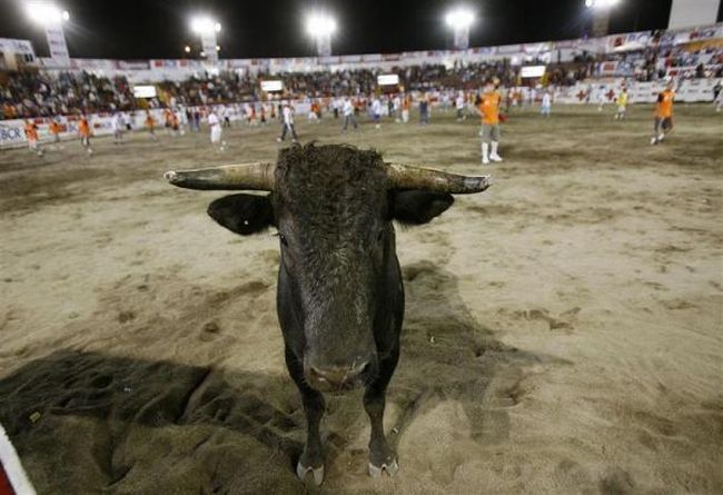 Bullfighting, a dangerous fight between a bull and a man - 05