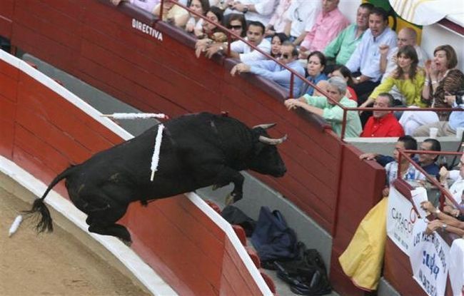 Bullfighting, a dangerous fight between a bull and a man - 13