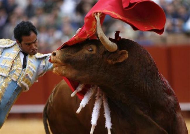 Bullfighting, a dangerous fight between a bull and a man - 17