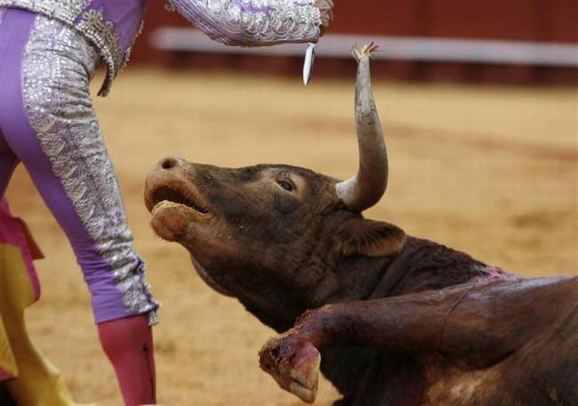 Bullfighting, a dangerous fight between a bull and a man - 18