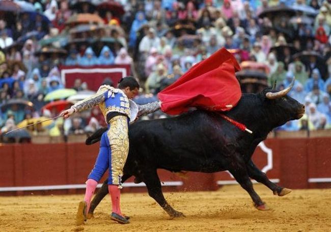 Bullfighting, a dangerous fight between a bull and a man - 22