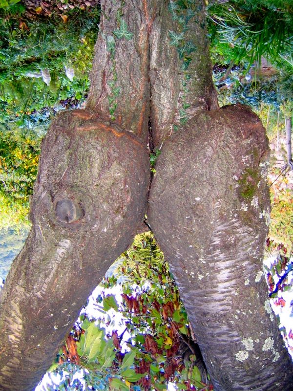 NSFW Trees - 14