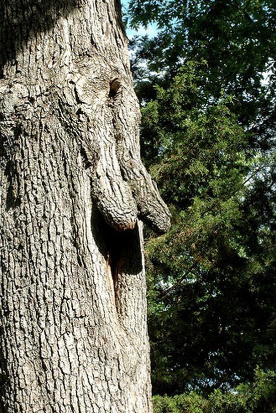 NSFW Trees - 22