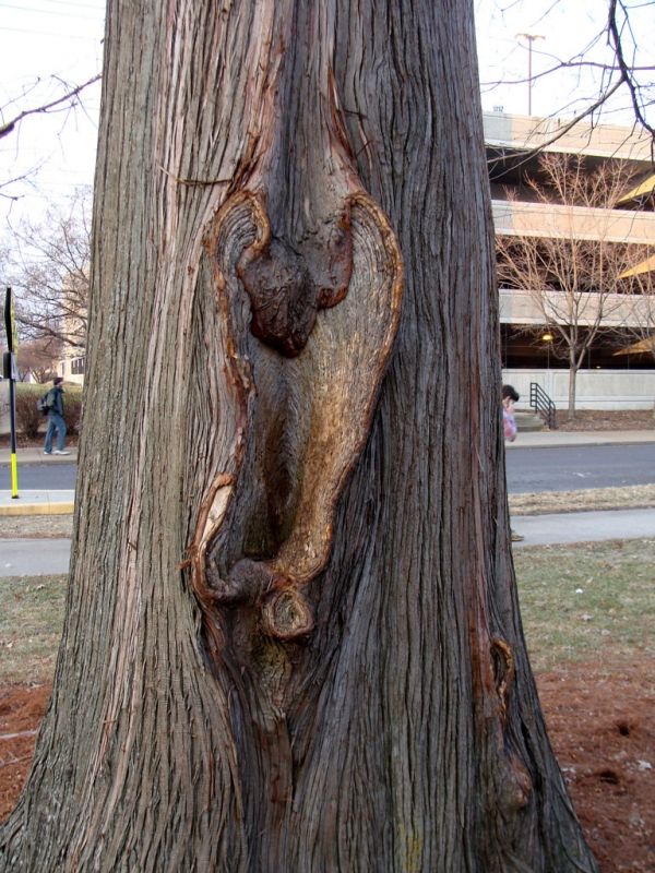 NSFW Trees - 28