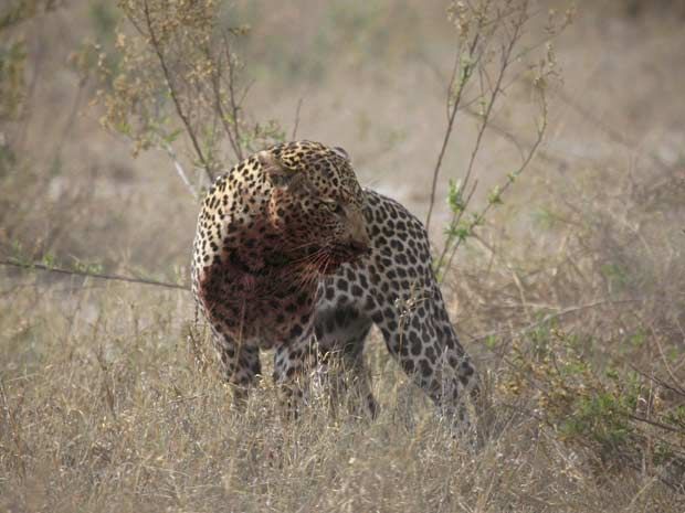 Leopard Attack - 09