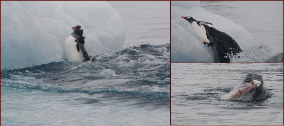 Penguins had no chance to escape… - 5