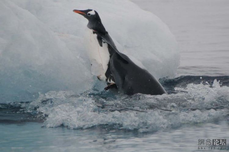 Penguins had no chance to escape… - 01