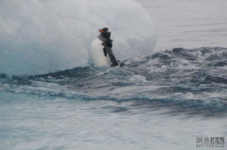 Penguins had no chance to escape… - 03