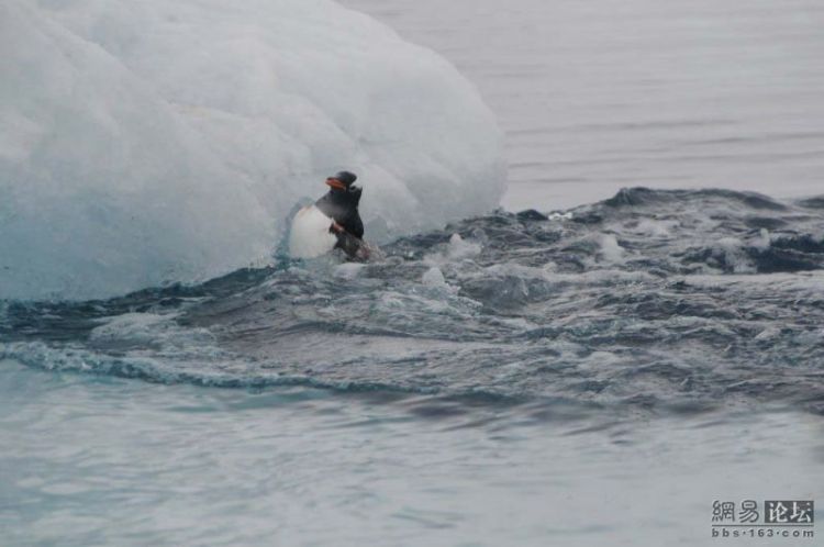 Penguins had no chance to escape… - 04