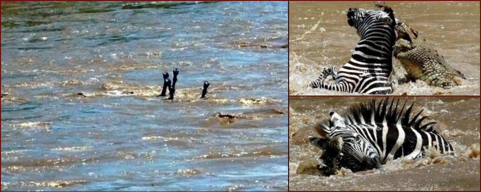 The river crossing was the last thing this zebra did in its life - 21