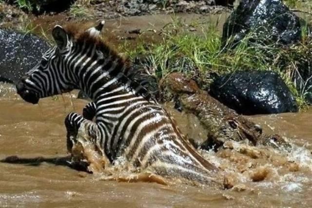 The river crossing was the last thing this zebra did in its life - 01