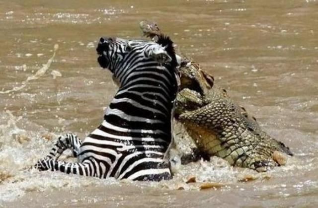 The river crossing was the last thing this zebra did in its life - 02