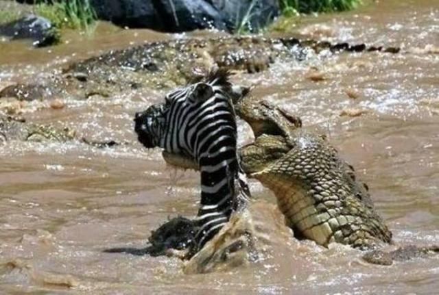 The river crossing was the last thing this zebra did in its life - 03