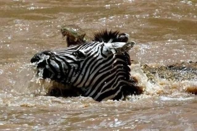 The river crossing was the last thing this zebra did in its life - 04