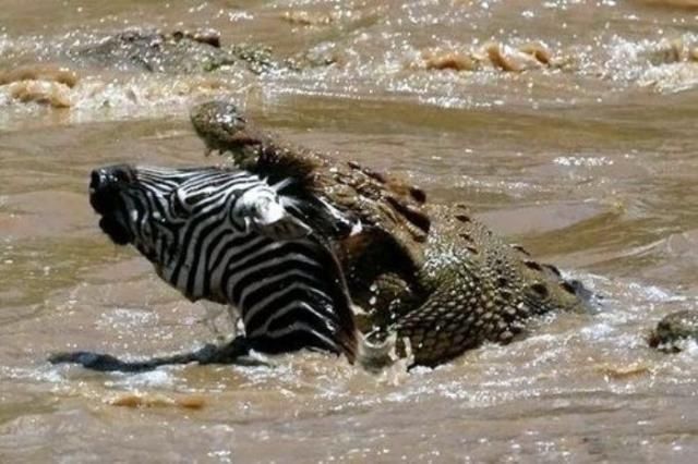 The river crossing was the last thing this zebra did in its life - 05
