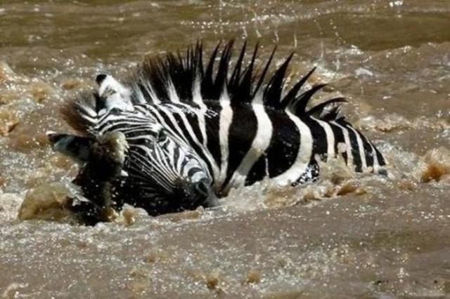 The river crossing was the last thing this zebra did in its life - 07