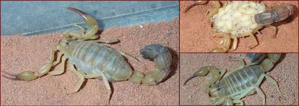 The female scorpion and its huge progeny - 15