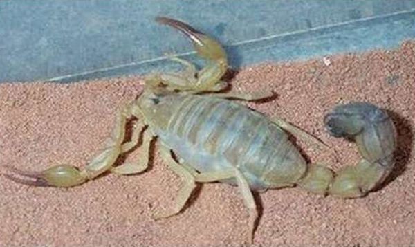 The female scorpion and its huge progeny - 01