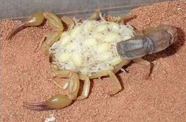 The female scorpion and its huge progeny - 02