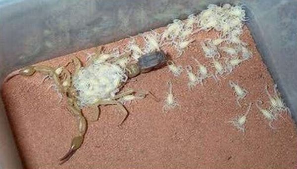 The female scorpion and its huge progeny - 04