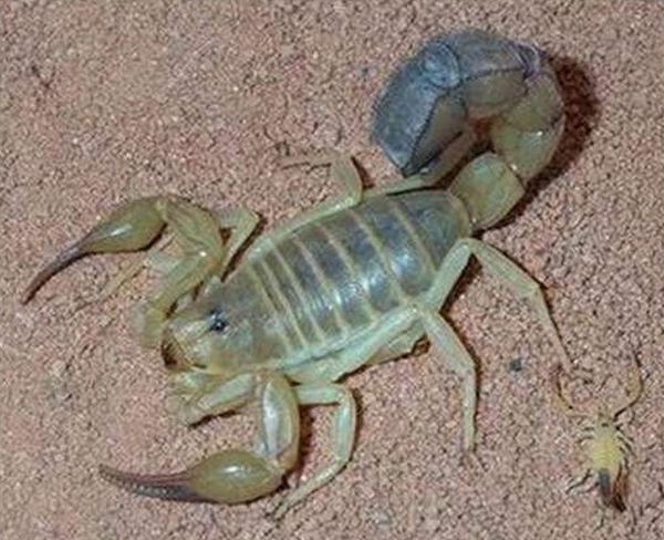 The female scorpion and its huge progeny - 07