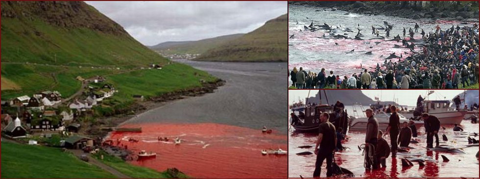 The murder of long-finned pilot whales - 13