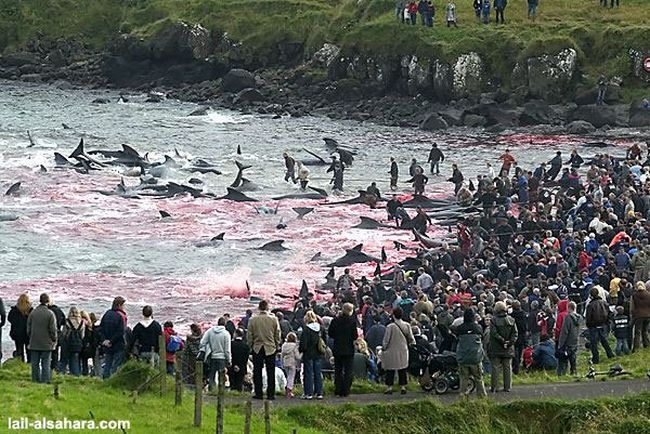 The murder of long-finned pilot whales - 02