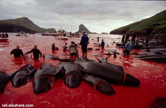 The murder of long-finned pilot whales - 03