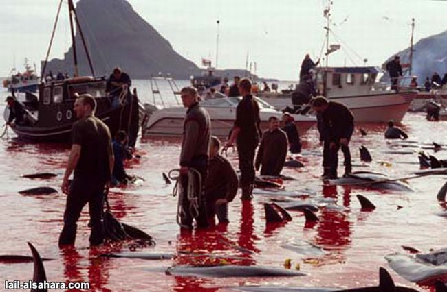 The murder of long-finned pilot whales - 04