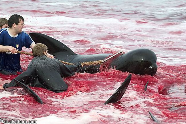 The murder of long-finned pilot whales - 05
