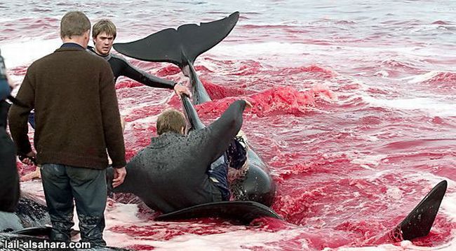 The murder of long-finned pilot whales - 06