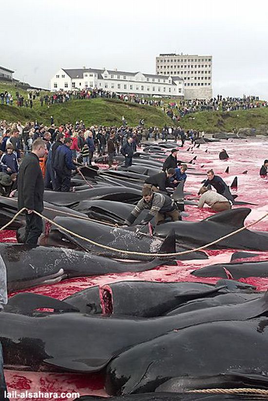 The murder of long-finned pilot whales - 07