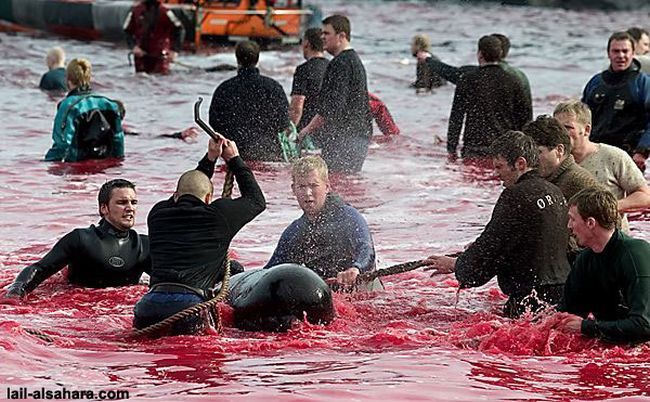 The murder of long-finned pilot whales - 08