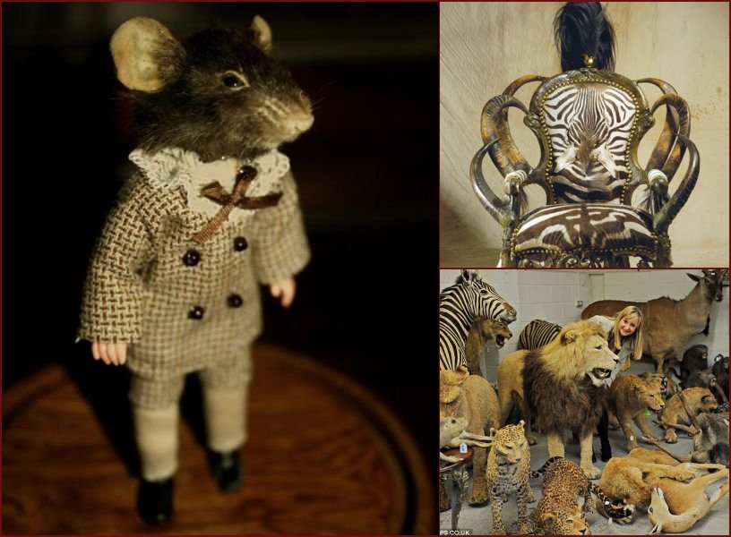 Taxidermy and its objects - 10