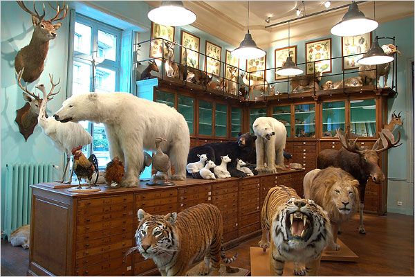 Taxidermy and its objects - 11