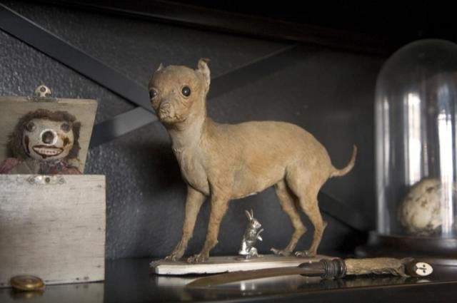 Taxidermy and its objects - 13