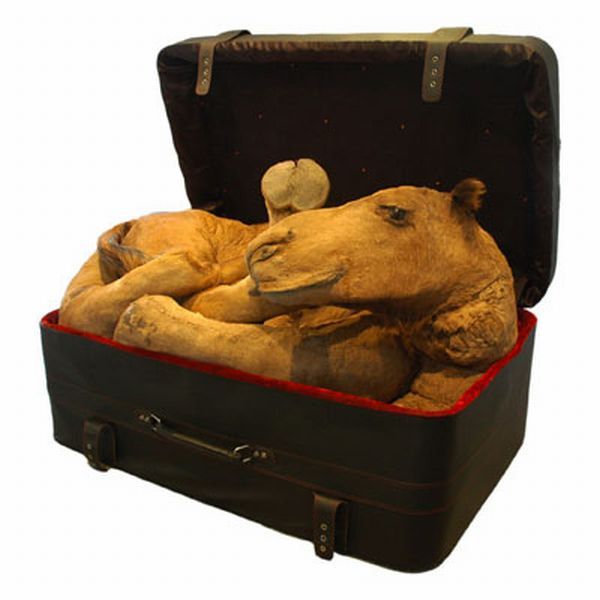 Taxidermy and its objects - 16