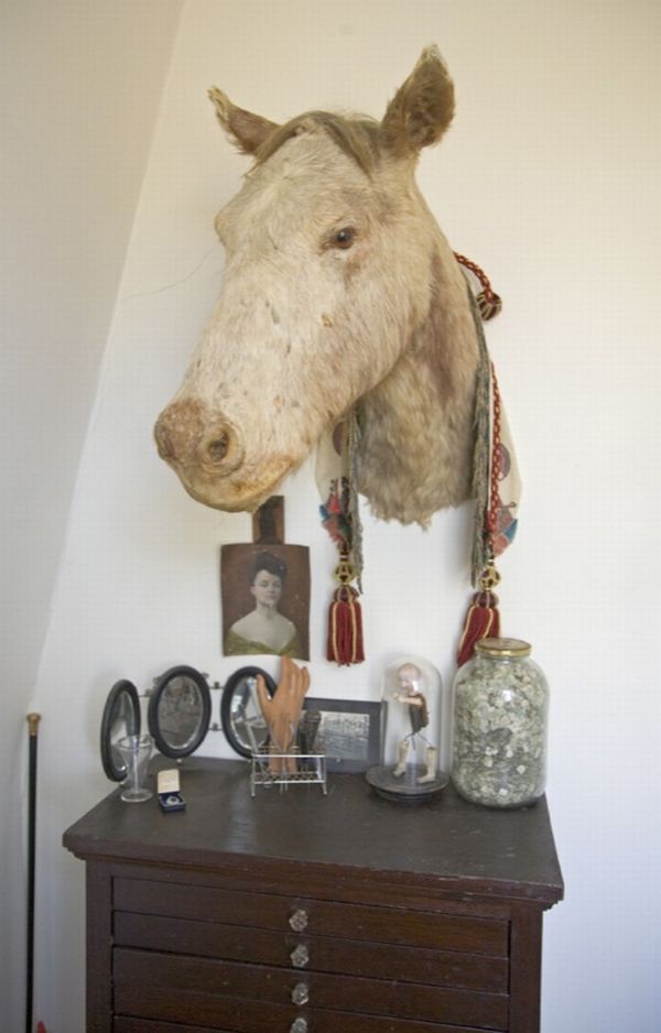 Taxidermy and its objects - 17