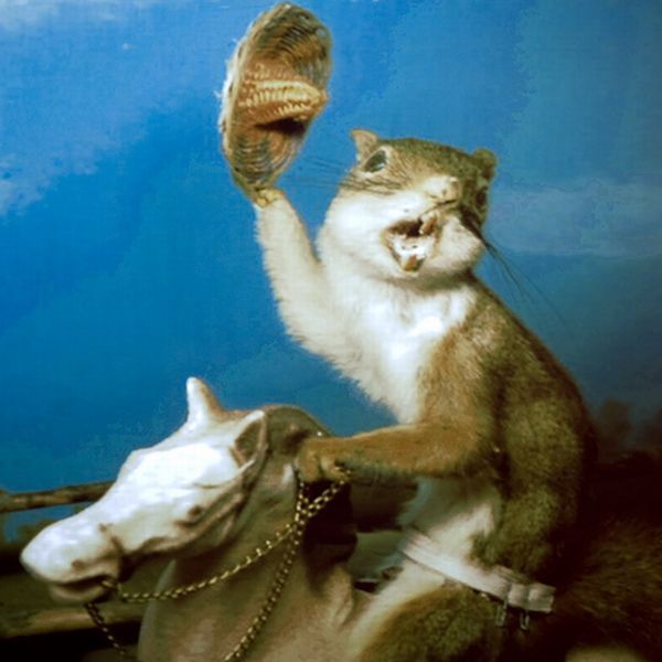 Taxidermy and its objects - 18
