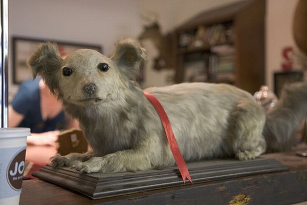 Taxidermy and its objects - 20