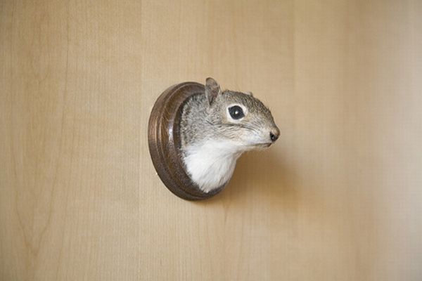 Taxidermy and its objects - 23