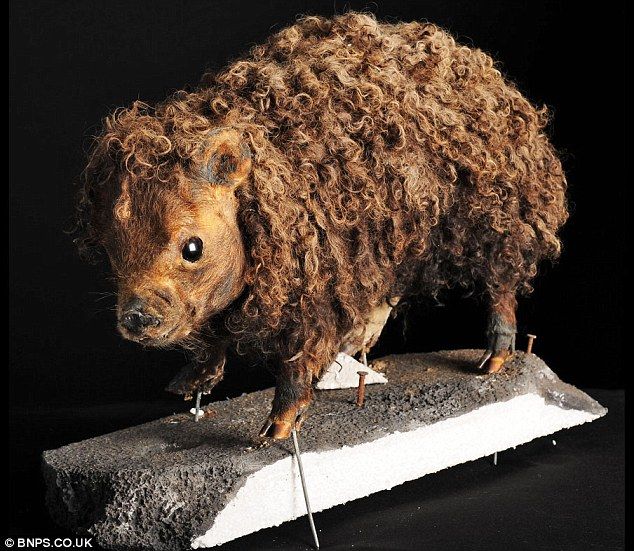 Taxidermy and its objects - 25