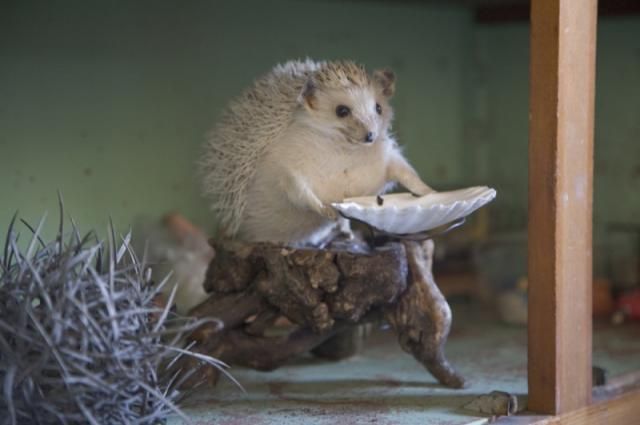 Taxidermy and its objects - 35