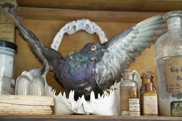 Taxidermy and its objects - 39