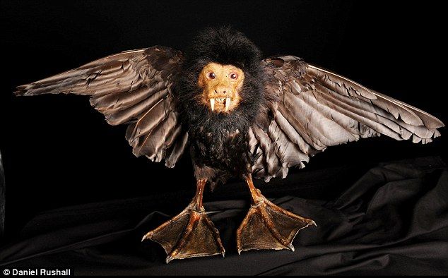 Taxidermy and its objects - 44
