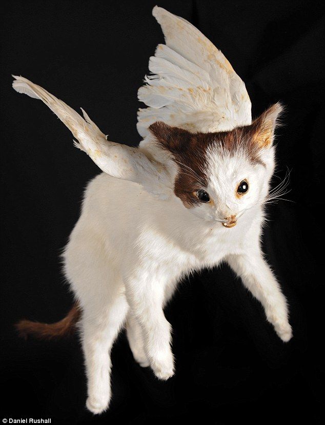 Taxidermy and its objects - 52