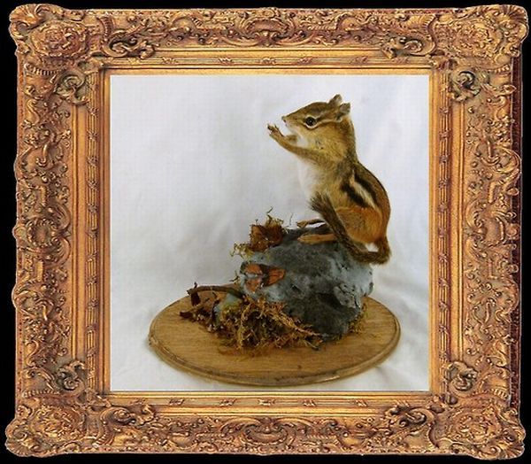 Taxidermy and its objects - 53