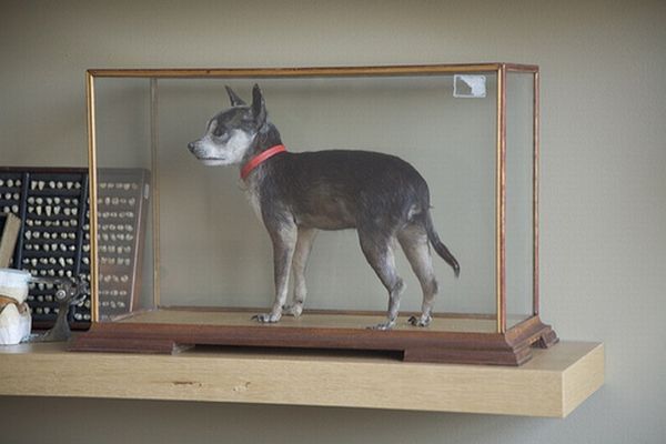 Taxidermy and its objects - 54